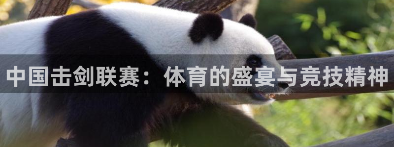 中国击剑联赛：体育的盛宴与竞技精神